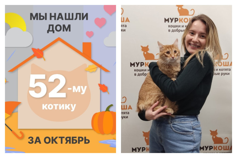Котик Вилсон начинает новую жизнь!
