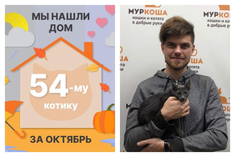 Котик Эмджи стал домашним за два месяца!
