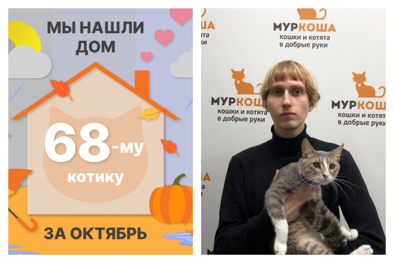 Котик Тоторо нашел дом за два месяца!