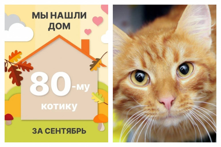 Котик Никас стал домашним всего за месяц!