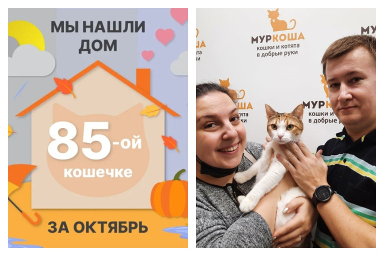 Кошечка Бушра рада познакомить со своими хозяевами!