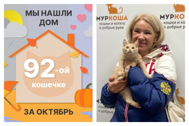 Новая счастливая жизнь начинается у кошечки Струнки!