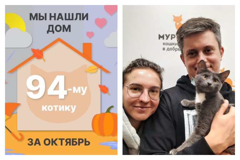 Котик Хэштег отправился в счастливую домашнюю жизнь!