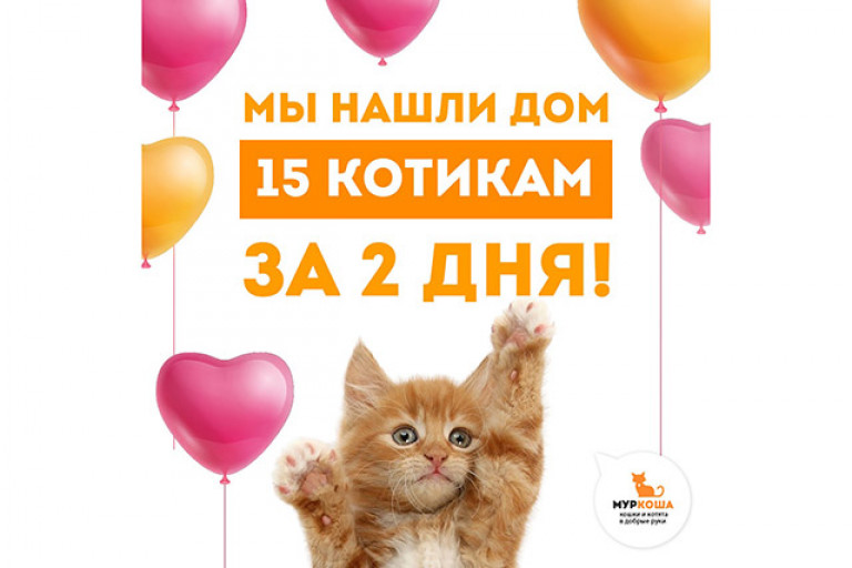 За два дня мы нашли дом 15 котикам!