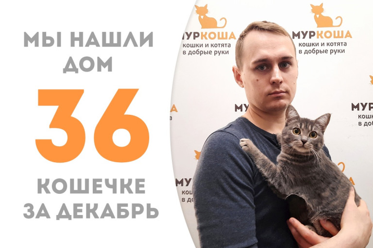 Котёнок по имени Алисента встретила своего человека, пробыв в приюте менее трёх месяцев!