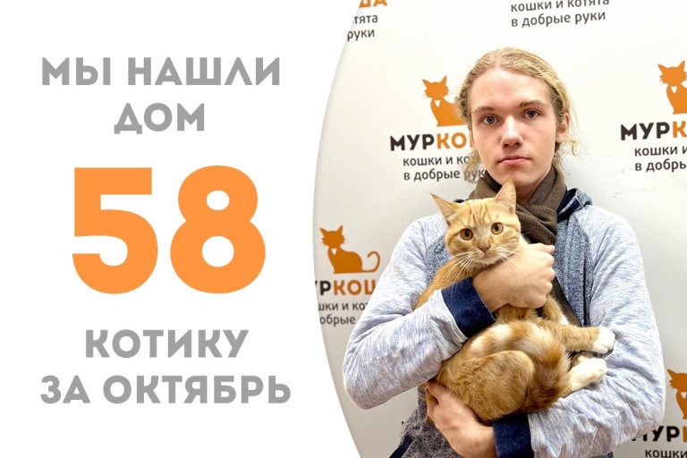 Котик Амодей встретил своего человека, пробыв месяц в приюте! 