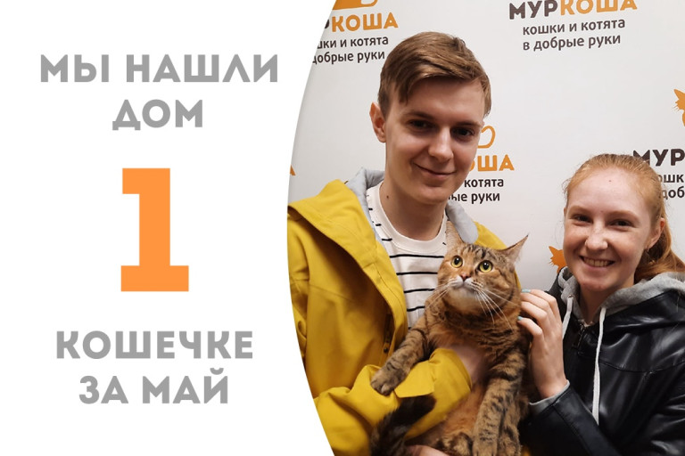 Добрейшая кошечка Арника дождалась своего счастья! 