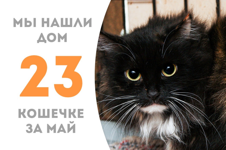 Пятилетняя кошечка Багира уезжает домой! 