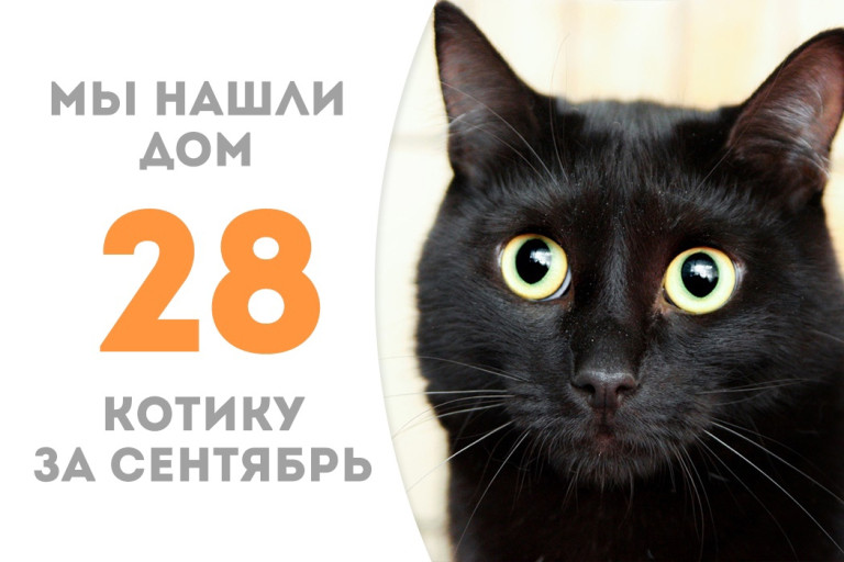 Котик Бастт нашёл себе новый дом и доброго человека после трёх недель в приюте! 