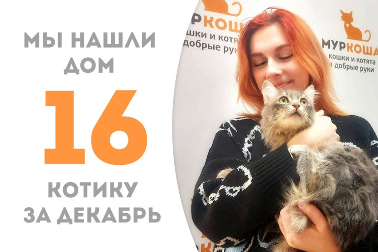 Уличный котик Бизли стал домашним ровно через три месяца после появления в приюте! 