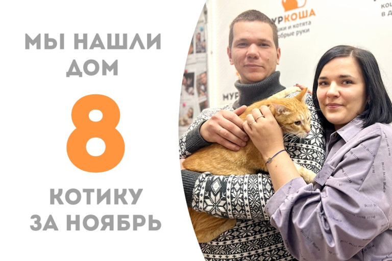 Полуторогодовалый котик Давинчи стал домашним и уехал к нашему выпускнику Рыжеофану!