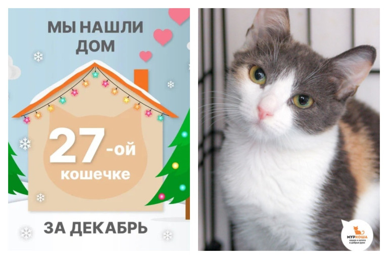 Кошечка Сибиль теперь домашняя и любимая!