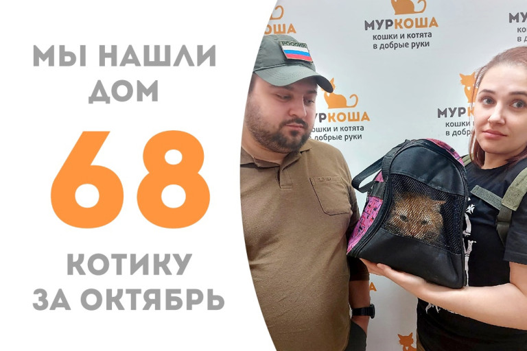 Котик по имени Добрыня Никитич уехал жить в добрую семью!