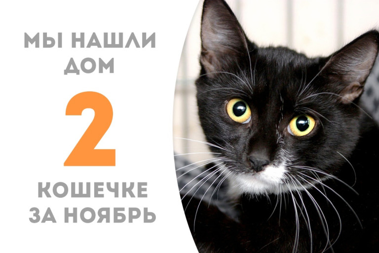 Малышка Дюймовочка, проведя два месяца в приюте, встретила своего человека и обрела подругу – нашу выпускницу Аннабель!