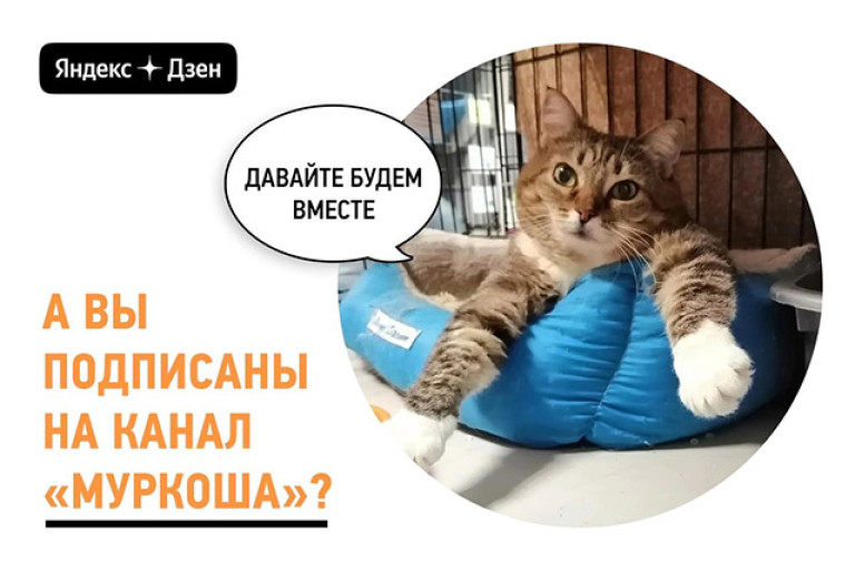 Изменение правил Яндекс.Дзен