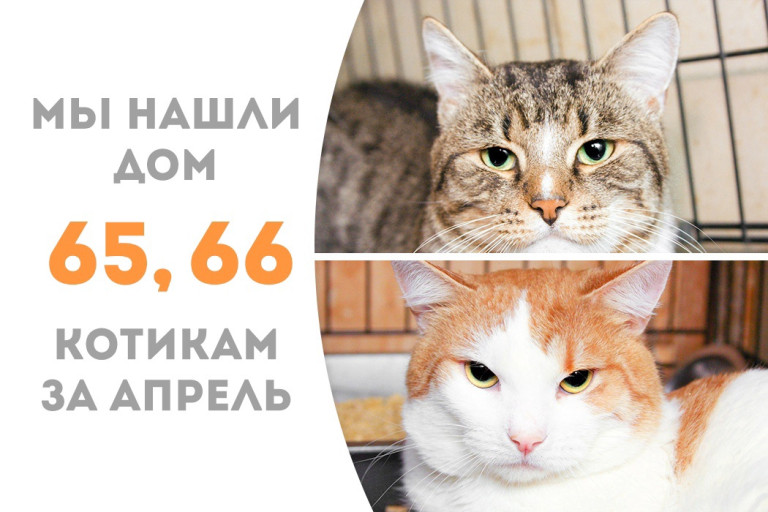 Котики Жадор и Джинглс отправились в новый дом вместе! 
