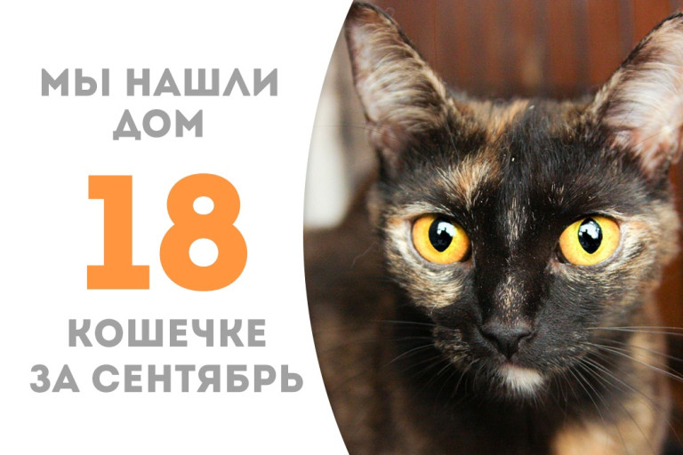 Двухлетняя кошечка Эльхана нашла себе дом, проведя два с половиной месяца в приюте!