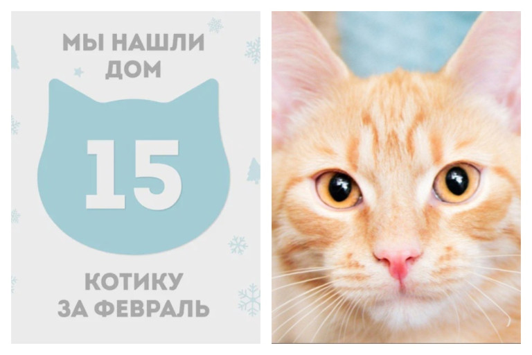 Котик Шифон отправился в новый дом спустя месяц!