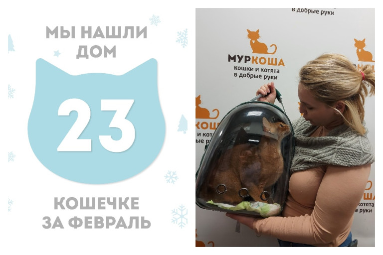 Кошечка Мияша нашла дом за четыре дня!
