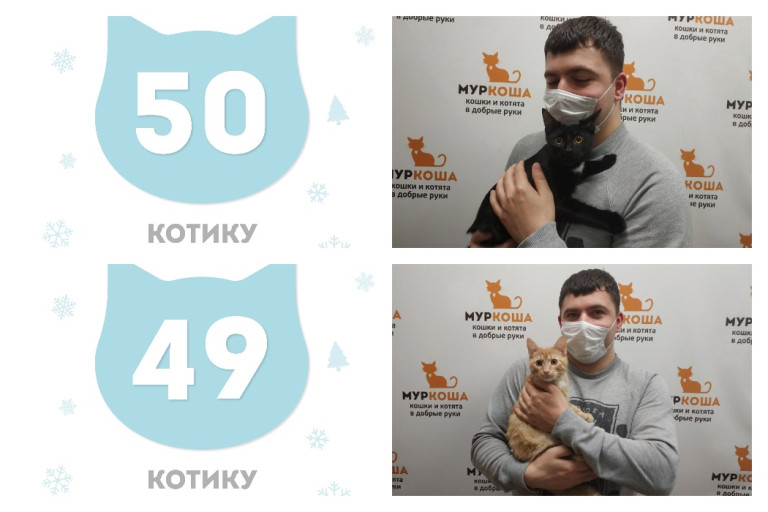 Котики Шифон и Вакси отправляются в новый дом вместе!