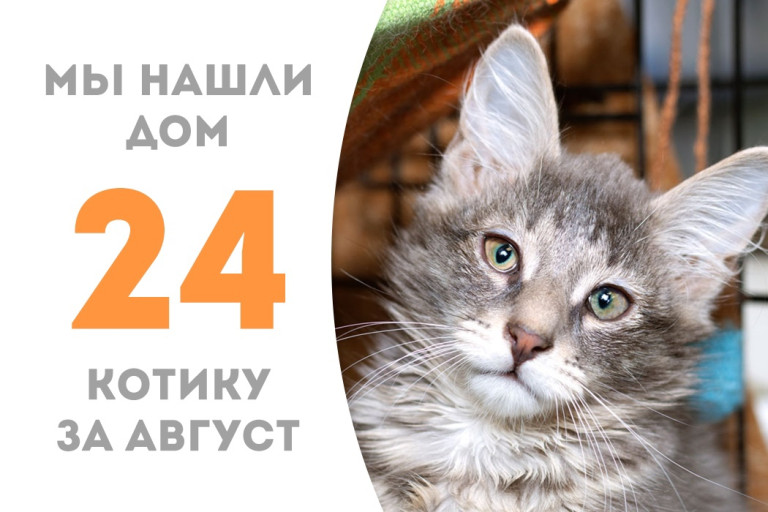 Котёнок Фидель провёл в приюте чуть более месяца и стал домашним любимцем!