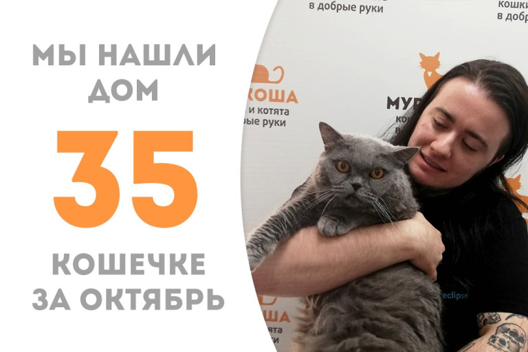Шестилетняя леди Фоги, найденная в коробке в Тропарево, обрела доброго хозяина!