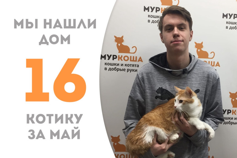 Котик Фредли отправился домой спустя два с половиной месяца в приюте!