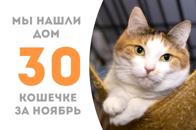 Трёхлетняя кошечка Гавроша стала домашней любимицей! 