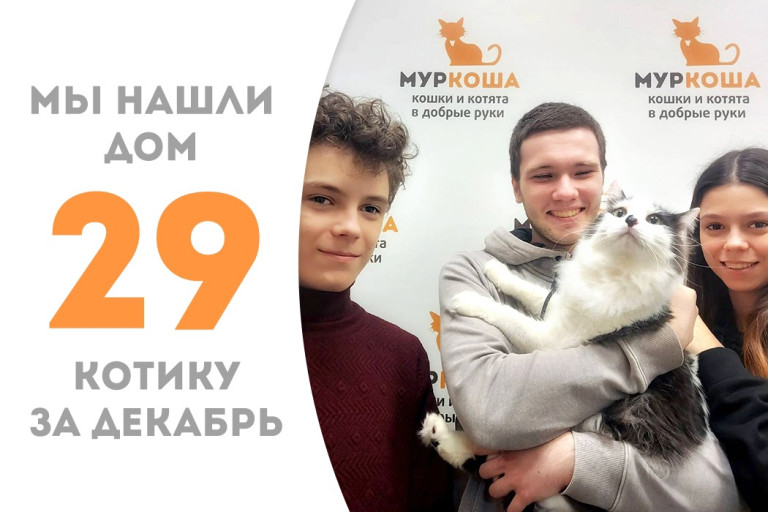 Полуторагодовалый котик Гермес стал домашним любимцем! 