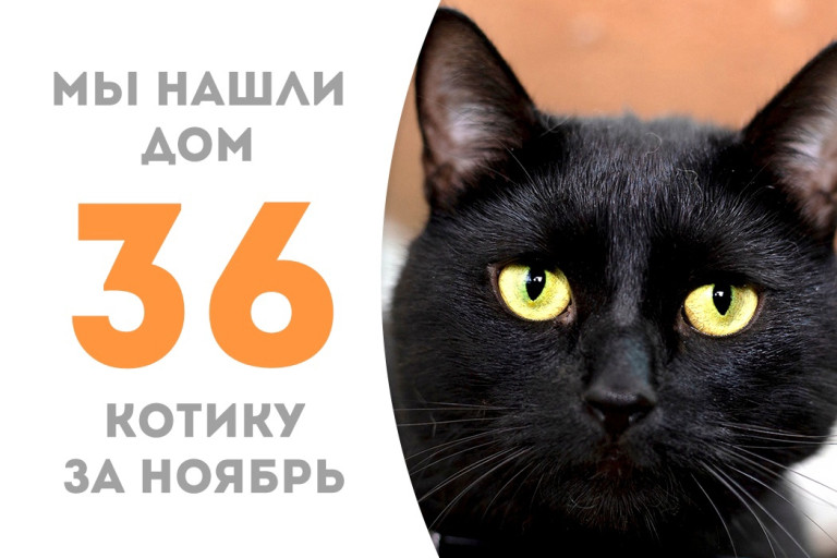 Полуторогодовалый котик Изюм Изюмыч встретил своего человека и уехал домой! 