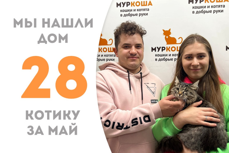 Котик Коломбо стал домашним за полтора месяца! 