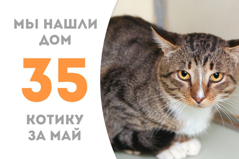 Полуторогодовалый кот Котиус отправился домой! 