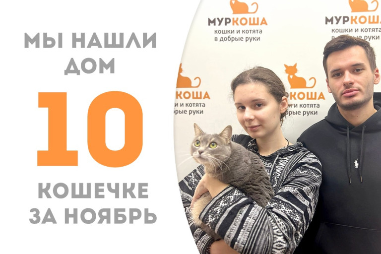 Бывшедомашняя пятилетняя кошечка Лизяка нашла себе новый дом и добрую семью! 