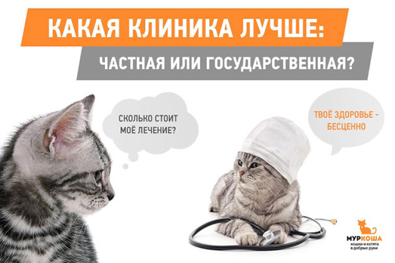 Какая клиника лучше: частная или государственная?