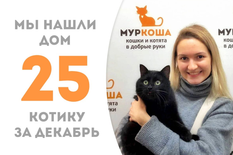 Котик Мажорик, найденный на дачах, нашёл для себя добрую хозяйку за полтора месяца! 