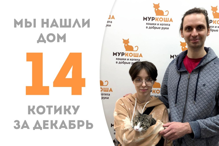Котёнок Метеорчик, найденный на даче, встретил свою семью спустя три месяца в приюте!