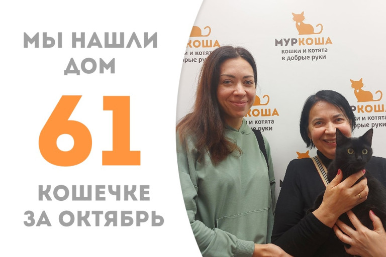 Кошечка Милица обрела дом, пробыв два месяца в приюте! 