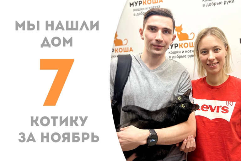 Полуторогодовалый котик Мистер Найт теперь домашний счастливец! 
