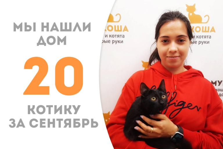 Через три месяца после пристройства в приют, полугодовалый котёнок Шейх стал домашним! 