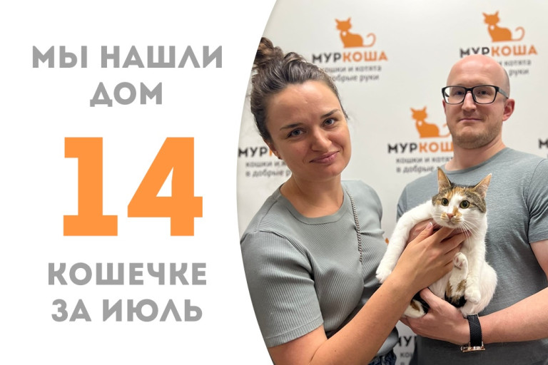 Двухлетняя уличная кошечка Синтия стала домашней! 