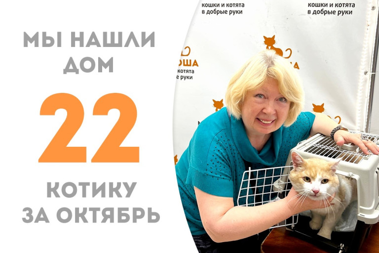 Пятилетний котик Сметанкин обрёл любящую хозяйку в лице куратора, проведя три месяца в приюте!