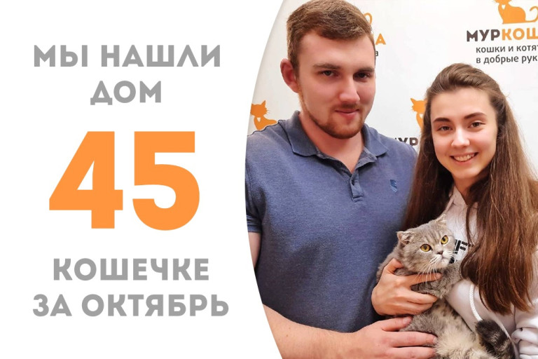 Менее двух месяцев провела в приюте кошечка Старлайт в поиске своих людей! 