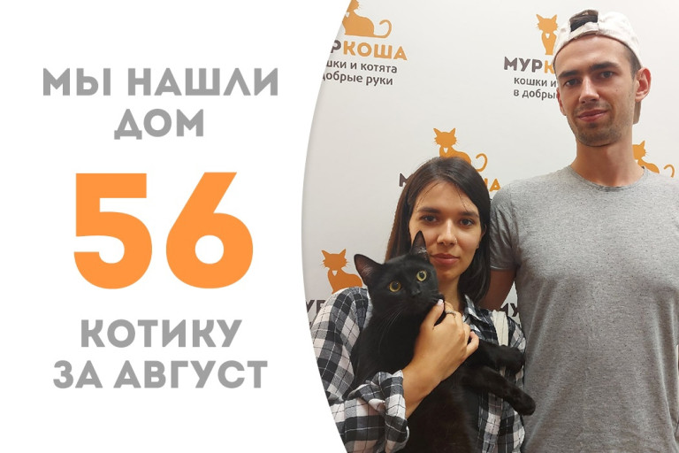 Котик Стёпушка пробыв в приюте месяц стал домашним! 