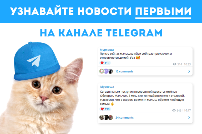 Узнавайте обо всех новостях "Муркоши" ДО их публикации в соцсетях