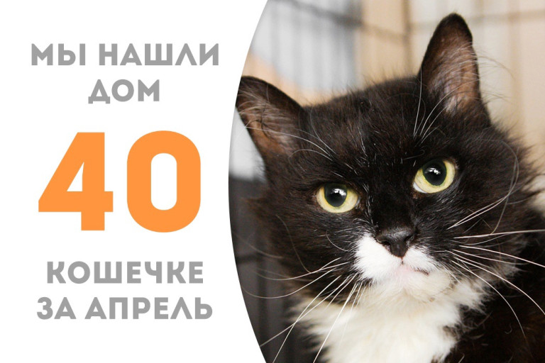 Кошечка Умничка стала домашней любимицей!