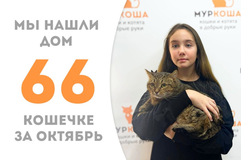 Серенькая полосатушка кошечка Земфира встретила свою добрую хозяйку! 