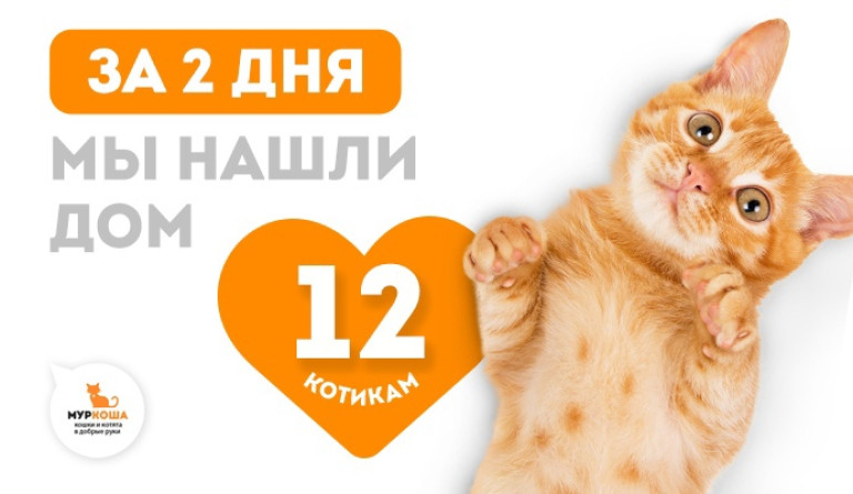 За прошедшие выходные мы сумели пристроить целых 12 котиков! 