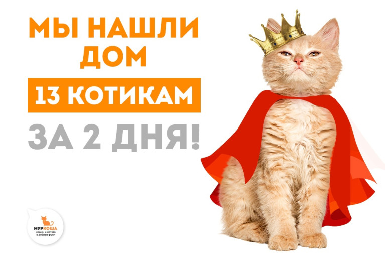 За прошедшие выходные мы нашли новые семьи для 13 котиков!