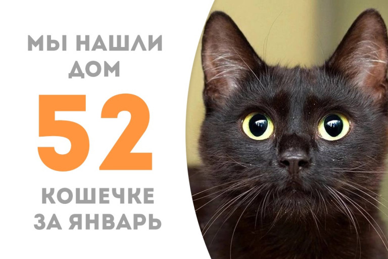Молодая кошечка Брунька нашла своего человека, проведя три месяца в приюте!