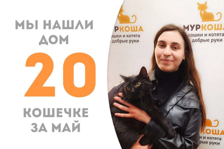 Трехлетняя кошечка Чернуха встретила добрую хозяйку и стала по-настоящему домашней!